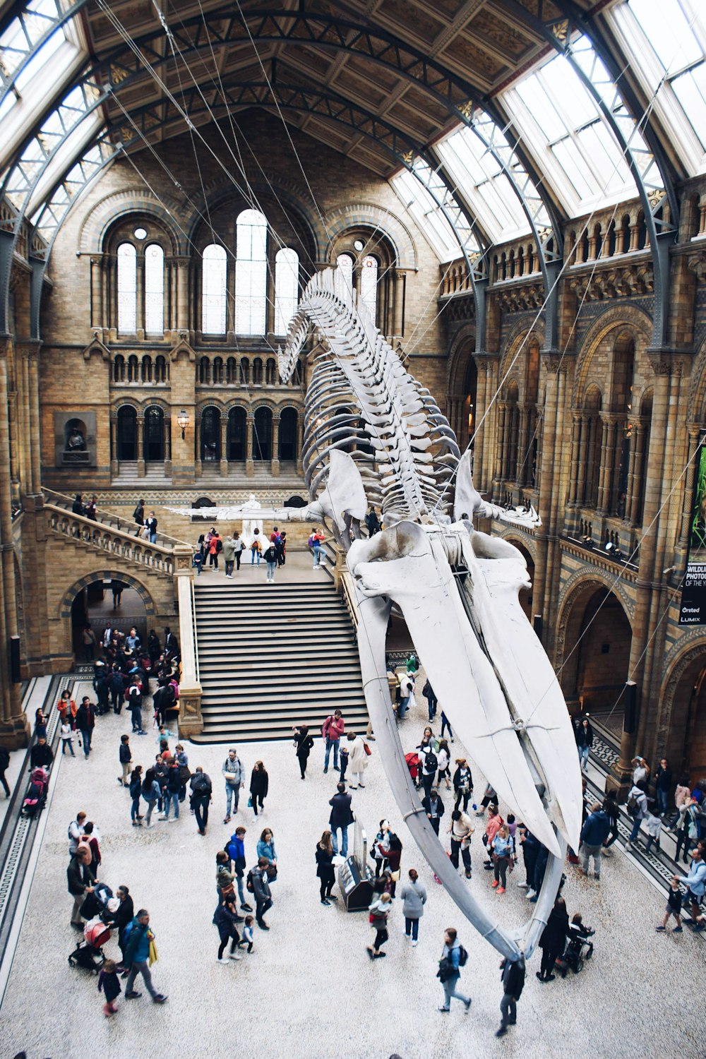 pessoas olhando para cima no esqueleto do megalodon