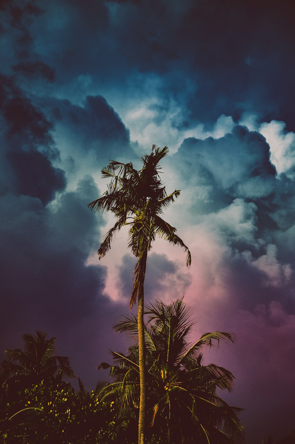 low-angle photography of coconut tree