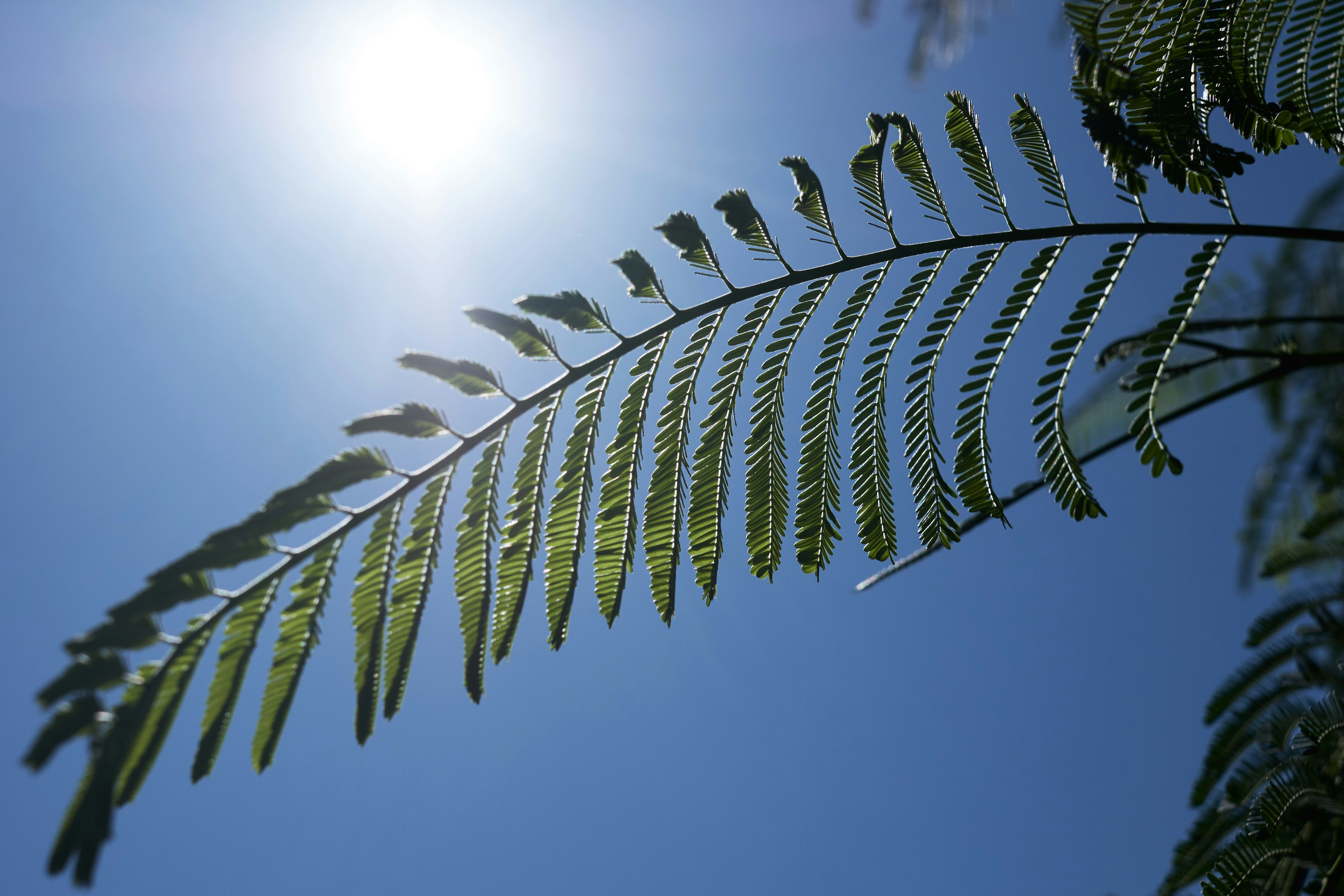 green-leafed plant
