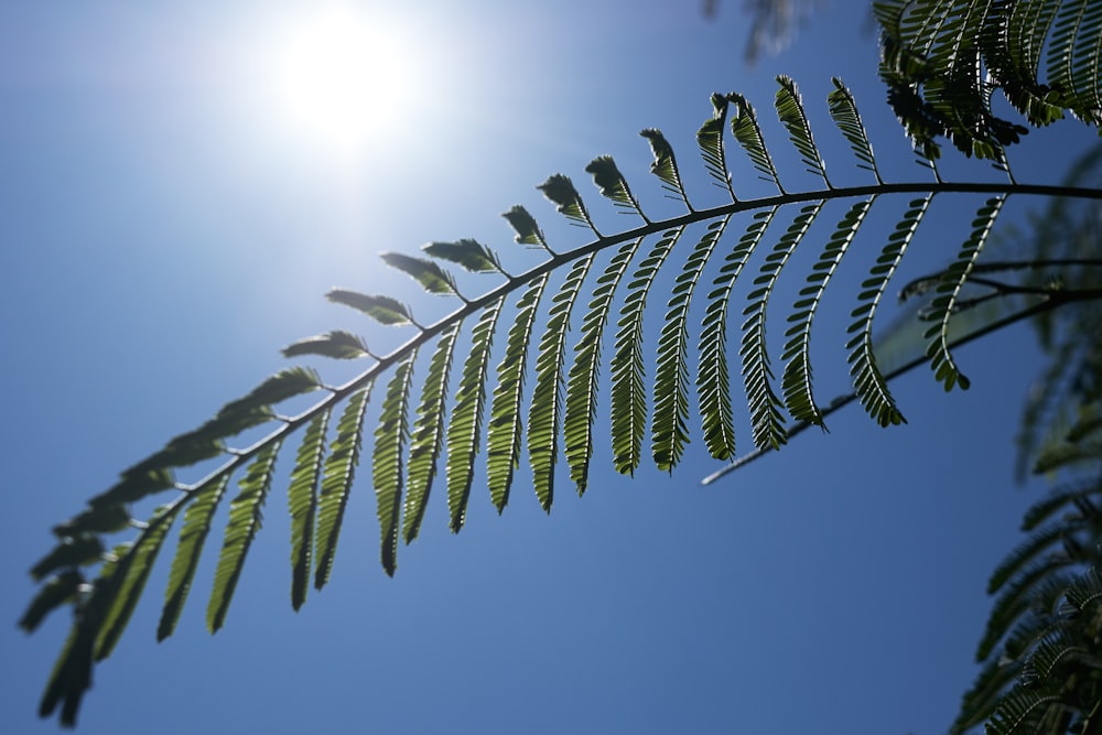 green-leafed plant