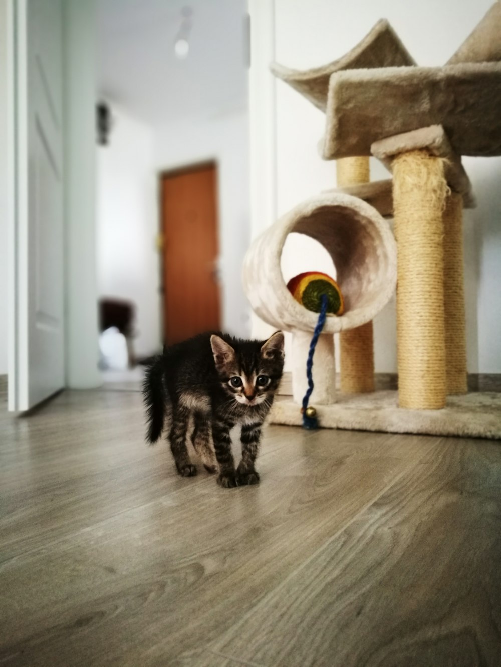 brown tabby kitten beside cat tree