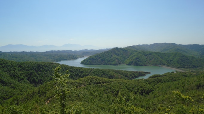 A serene landscape showcasing a lush forest with a clear blue sky.
