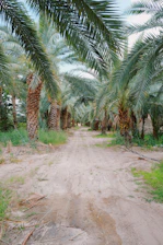 palm oil supply chain indonesia