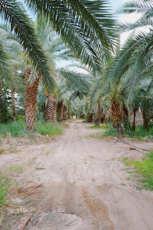 palm oil supply chain indonesia