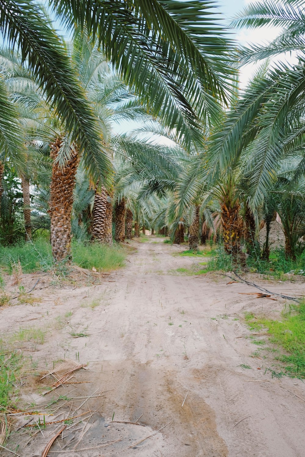 green palm tree lot