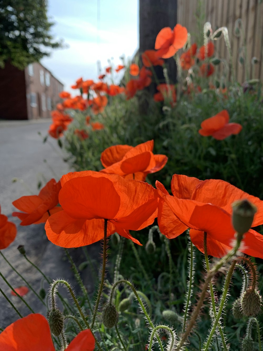 shallow focus photography of red flowers