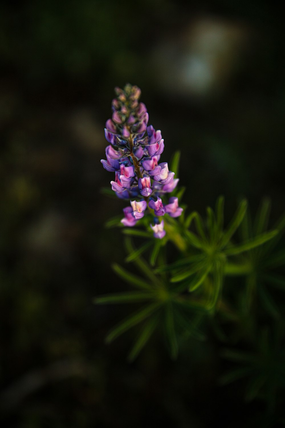 purple petaled flower