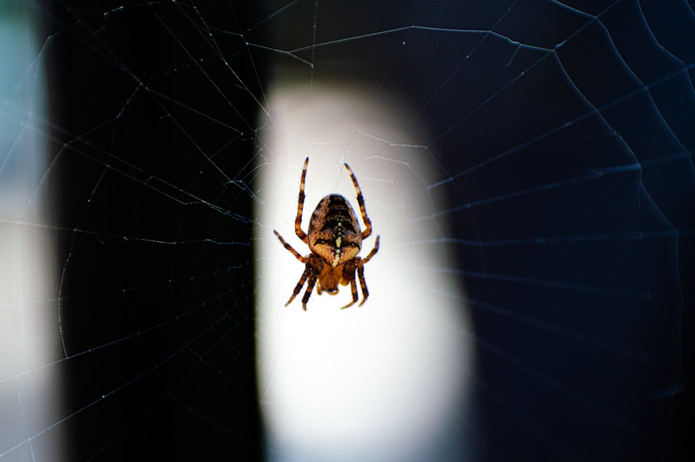 photo of brown and yellow spider