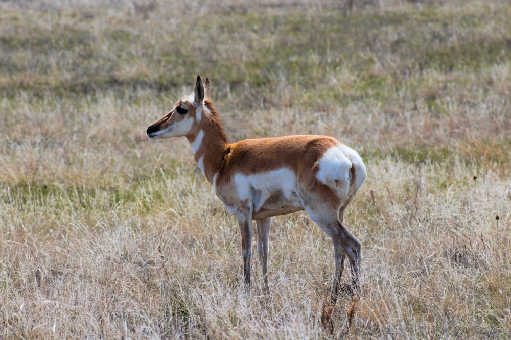 standing brown and white deer