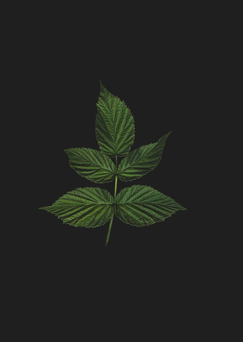 green leaf