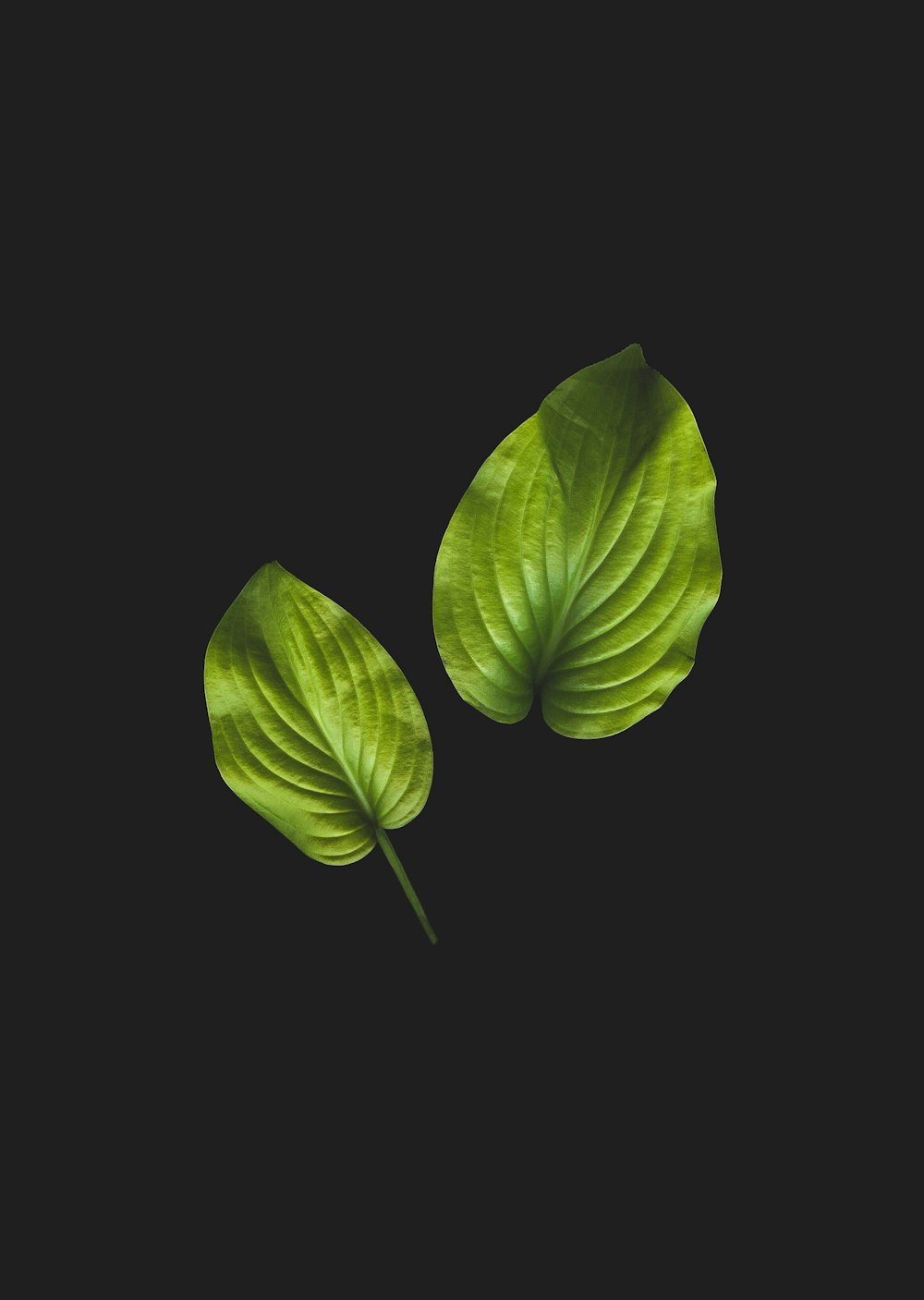 두 개의  녹색 잎