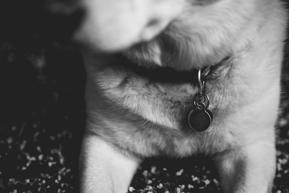 A close-up black and white photograph of the lower part of a dog's face and front legs. The dog's fur appears soft and fluffy, with a visible collar and a circular metal tag hanging from it.