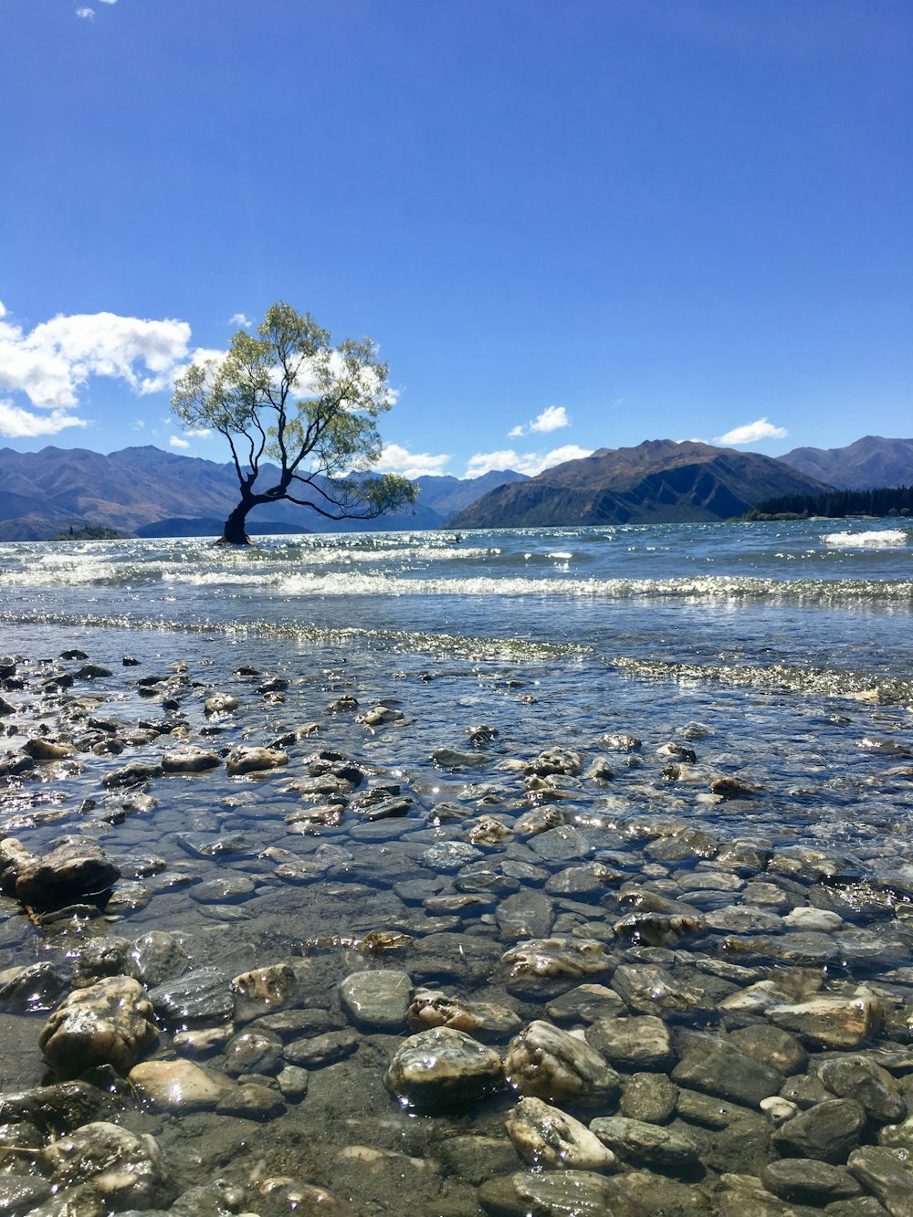 body of water near tree