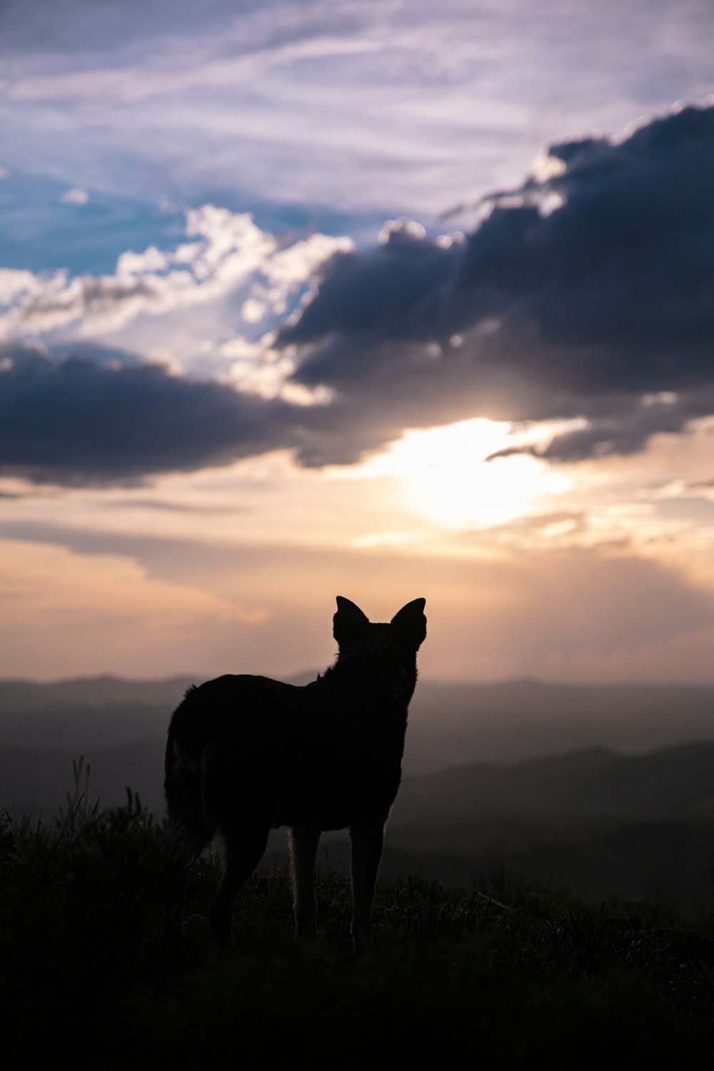 silhouette of dog