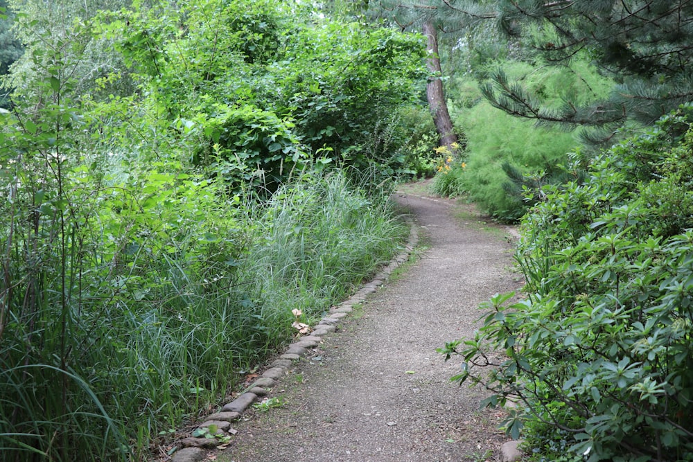 pathway between green-leafed plants during daytime