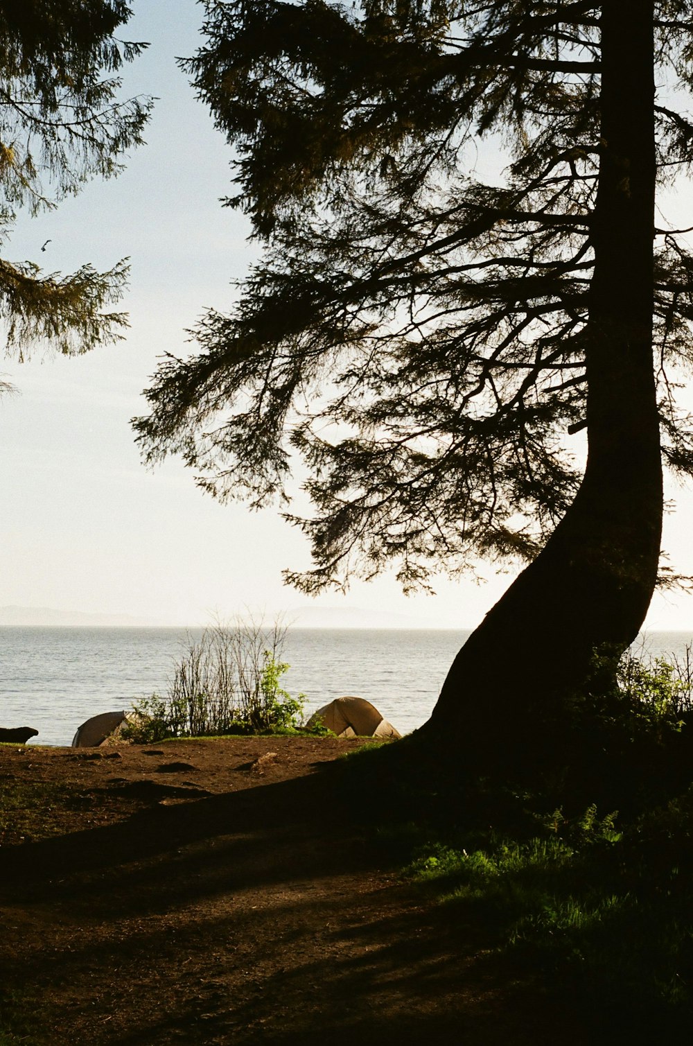 trees near body of water