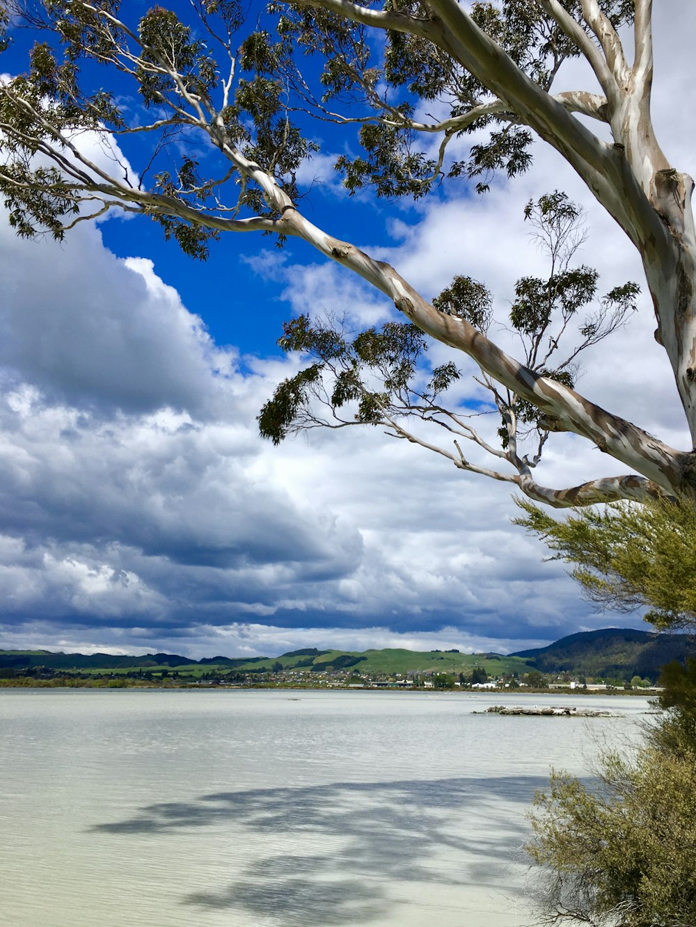 tall tree near river