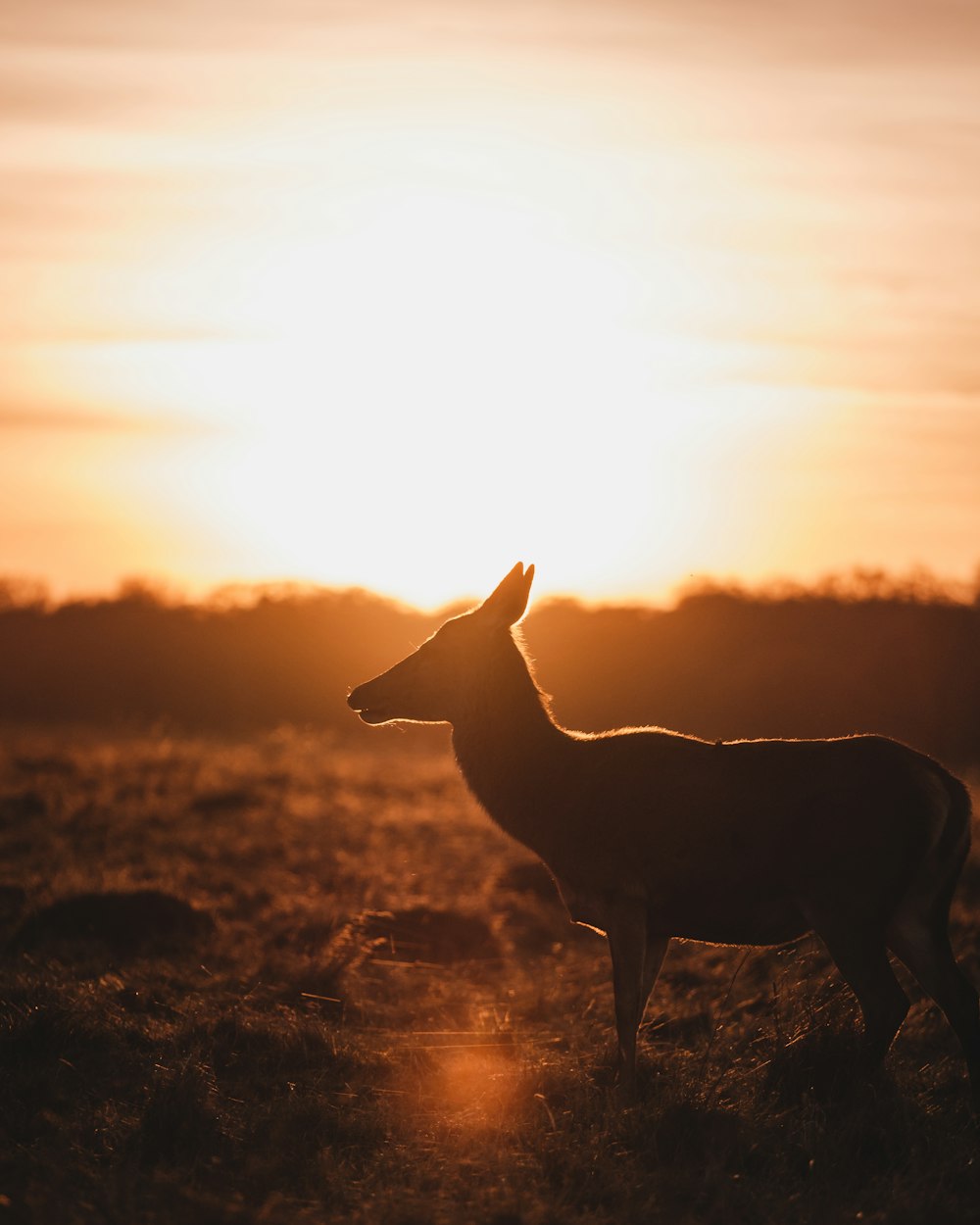 silhouette of deer on field during golden hour