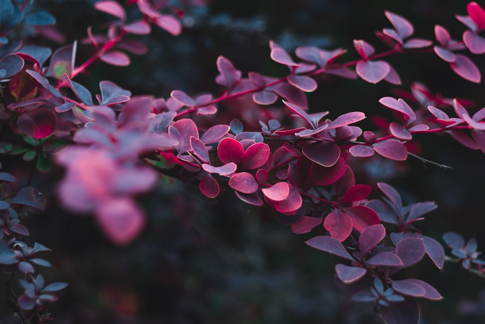 maroon plant