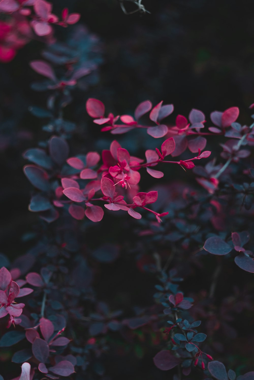 red leafed plant