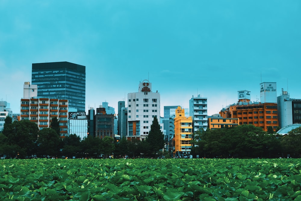 white and blue buildings during daytime