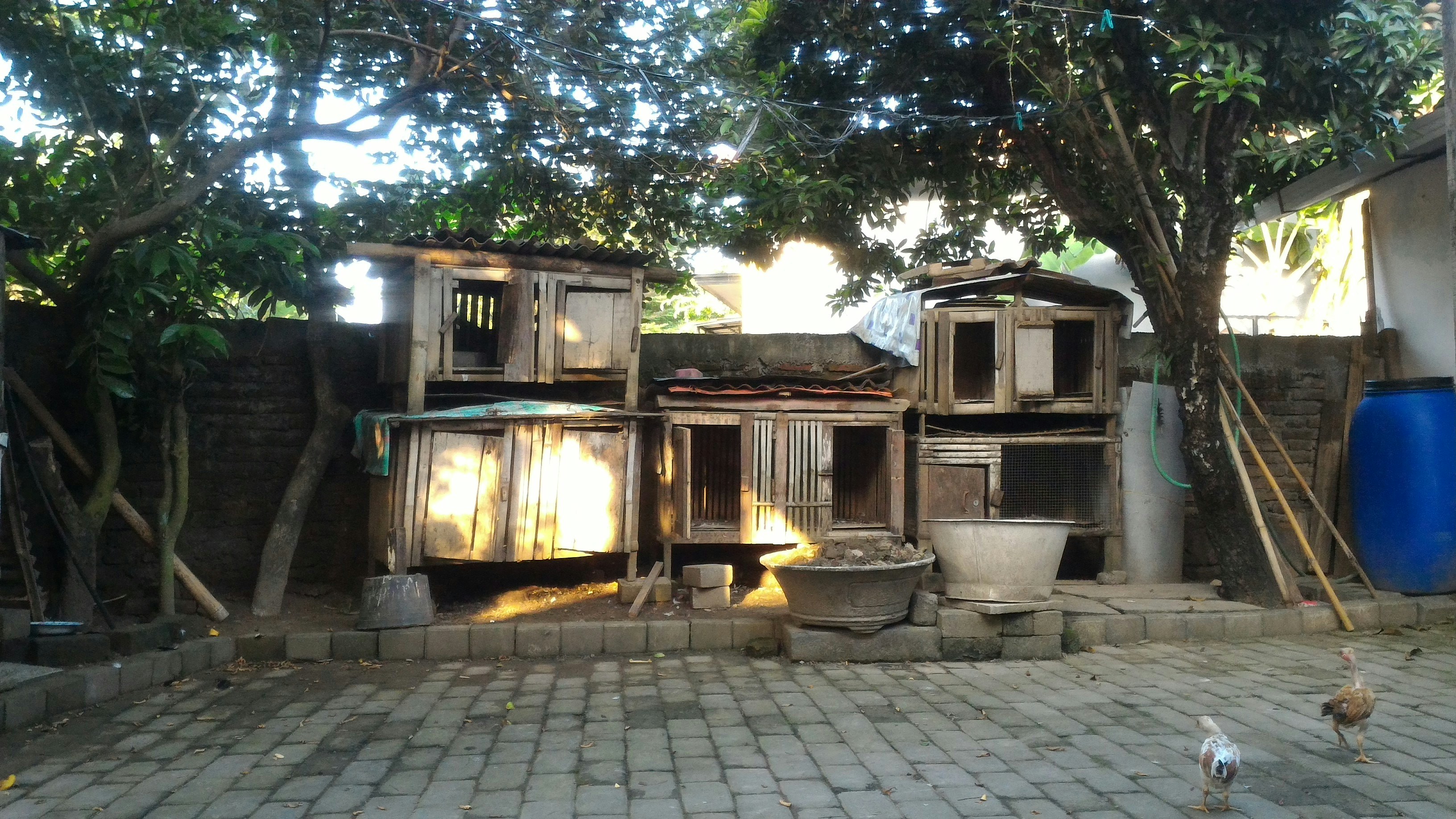 Pequenos Animais, Grandes Alegrias: Como Galinhas, Coelhos e Abelhas Transformam Seu Quintal