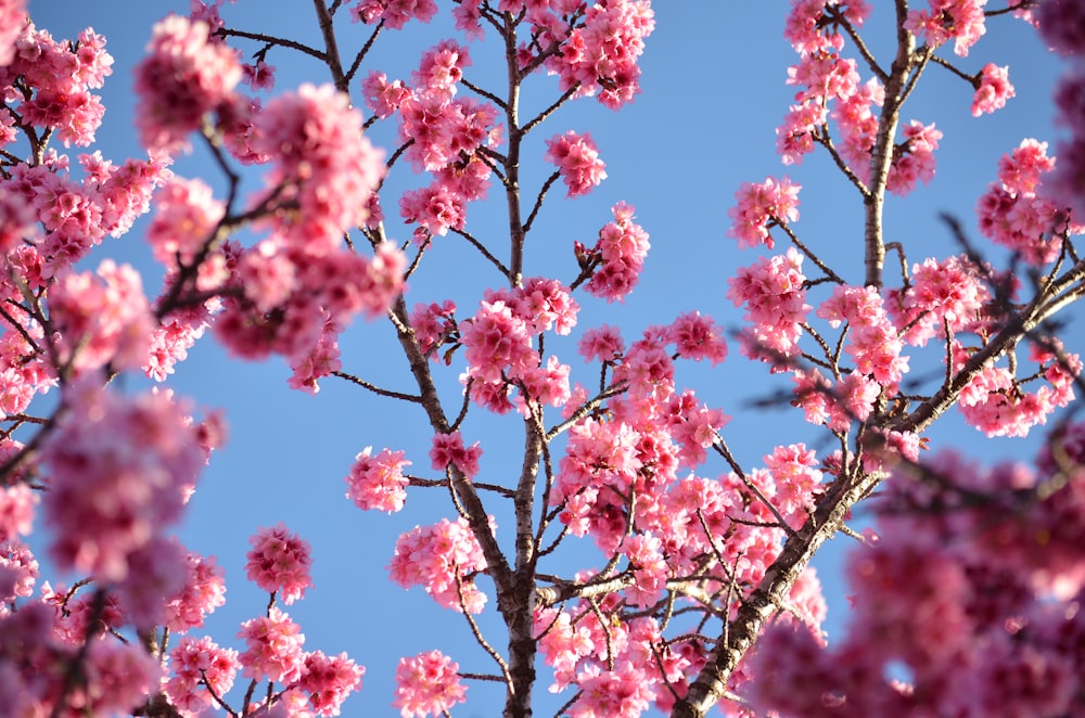 pink petaled flower plant