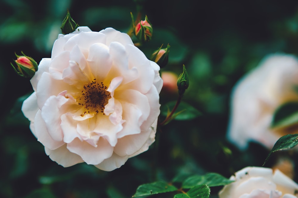 white petaled flower