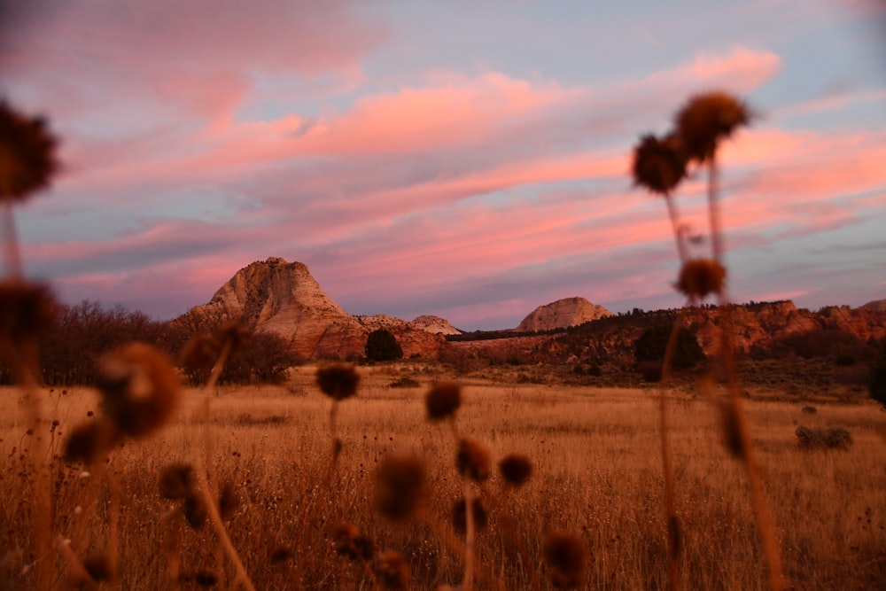 Un campo con una montaña al fondo