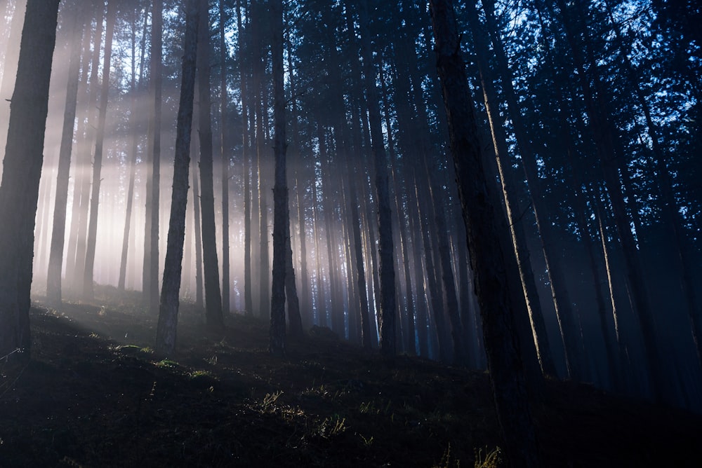 bare tree foggy scenery