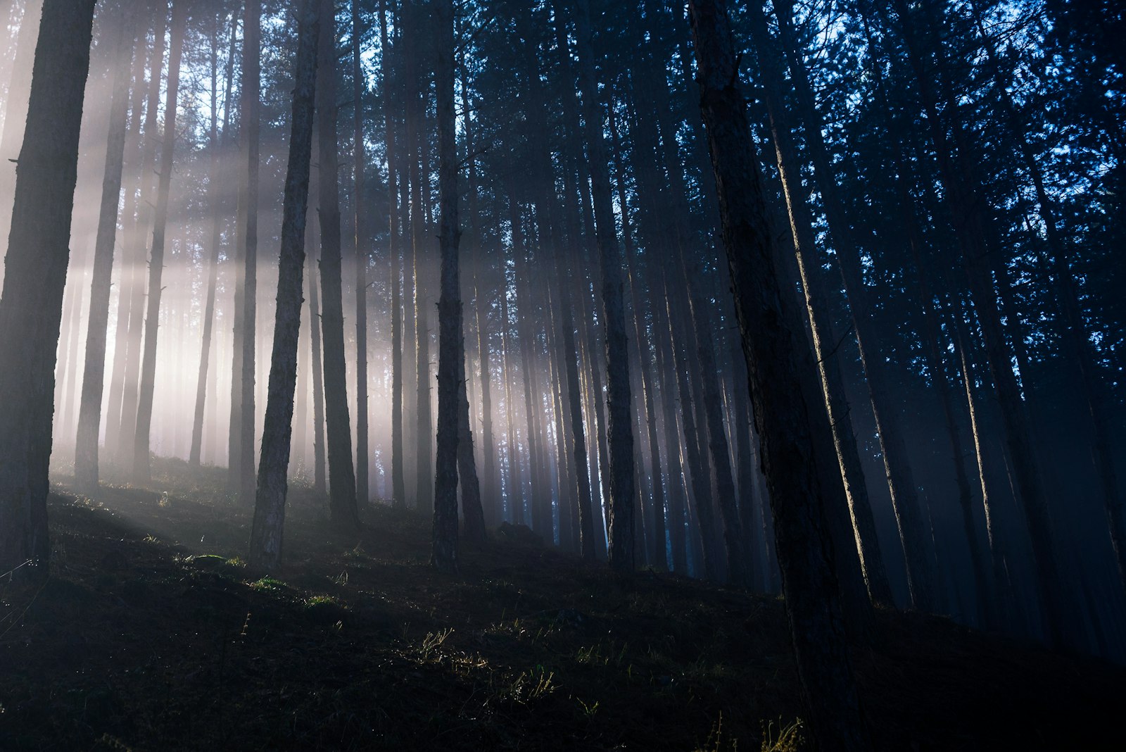 Nikon D600 + AF Zoom-Nikkor 28-80mm f/3.3-5.6G sample photo. Bare tree foggy scenery photography