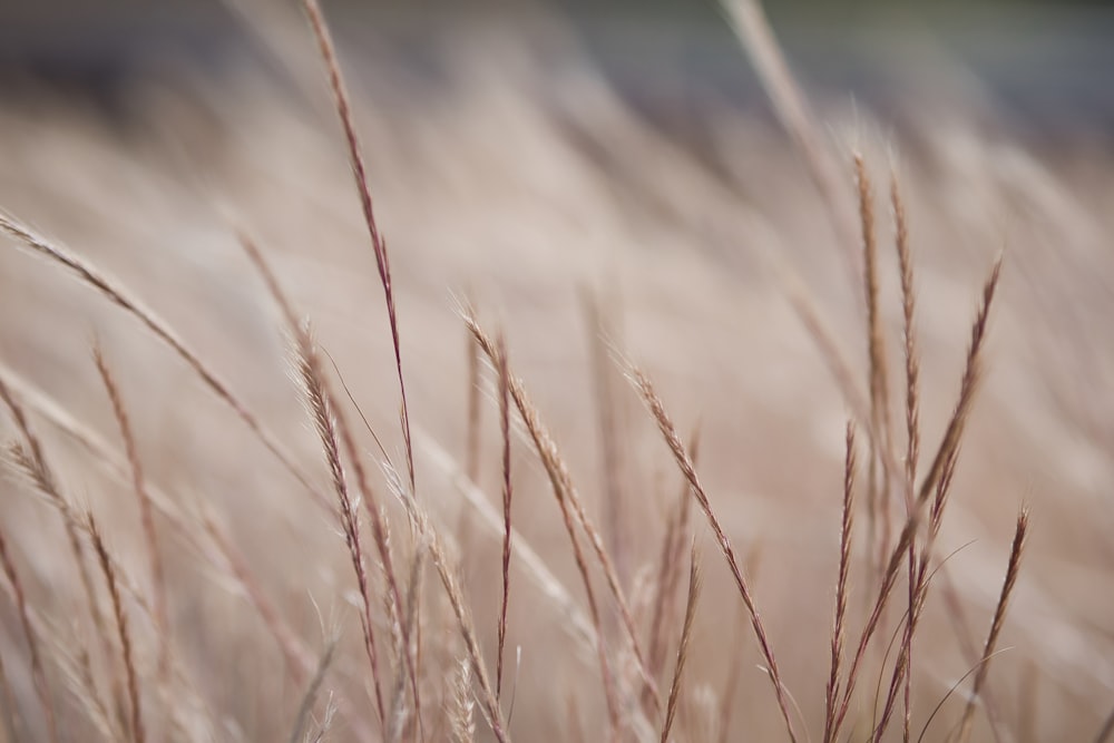 focus photography of wheats