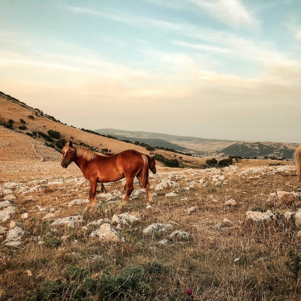 Cavalo marrom no campo verde vendo a montanha sob o céu branco e azul durante o dia