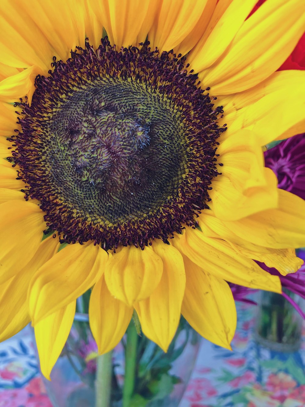 blooming yellow sunflower