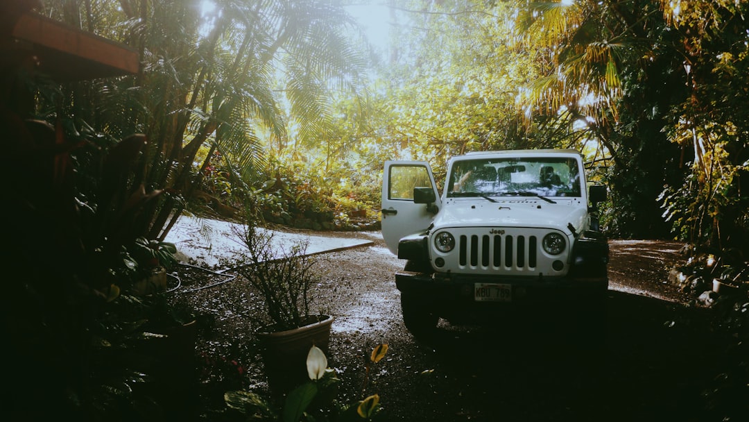 white Jeep Wrangler near trees during daytime