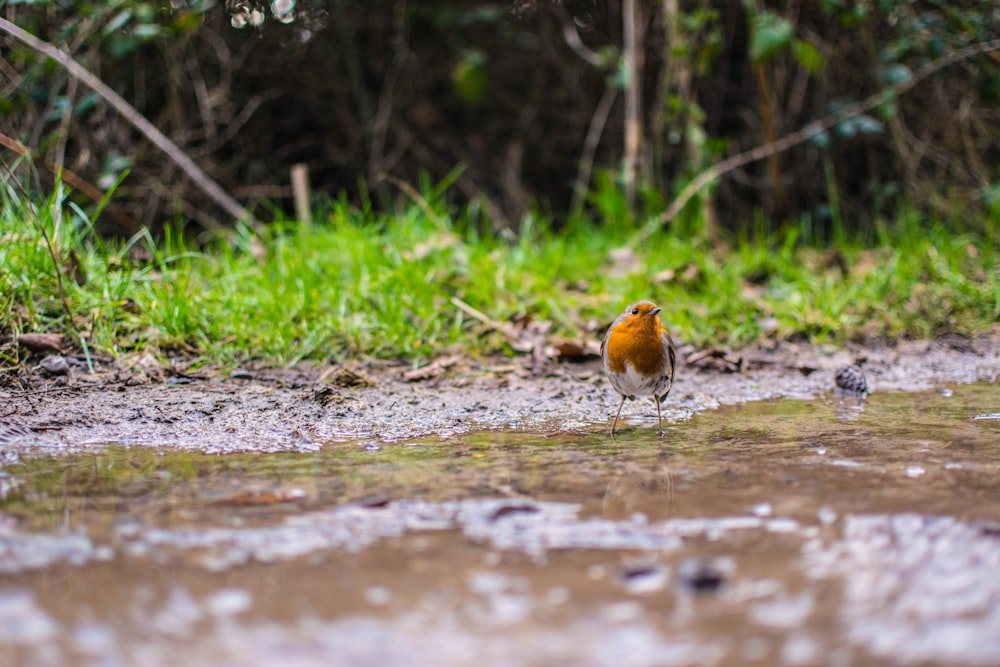 brown bird on field