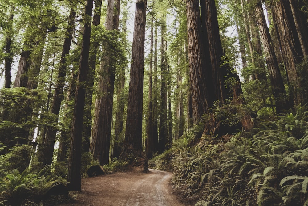 green-leafed trees