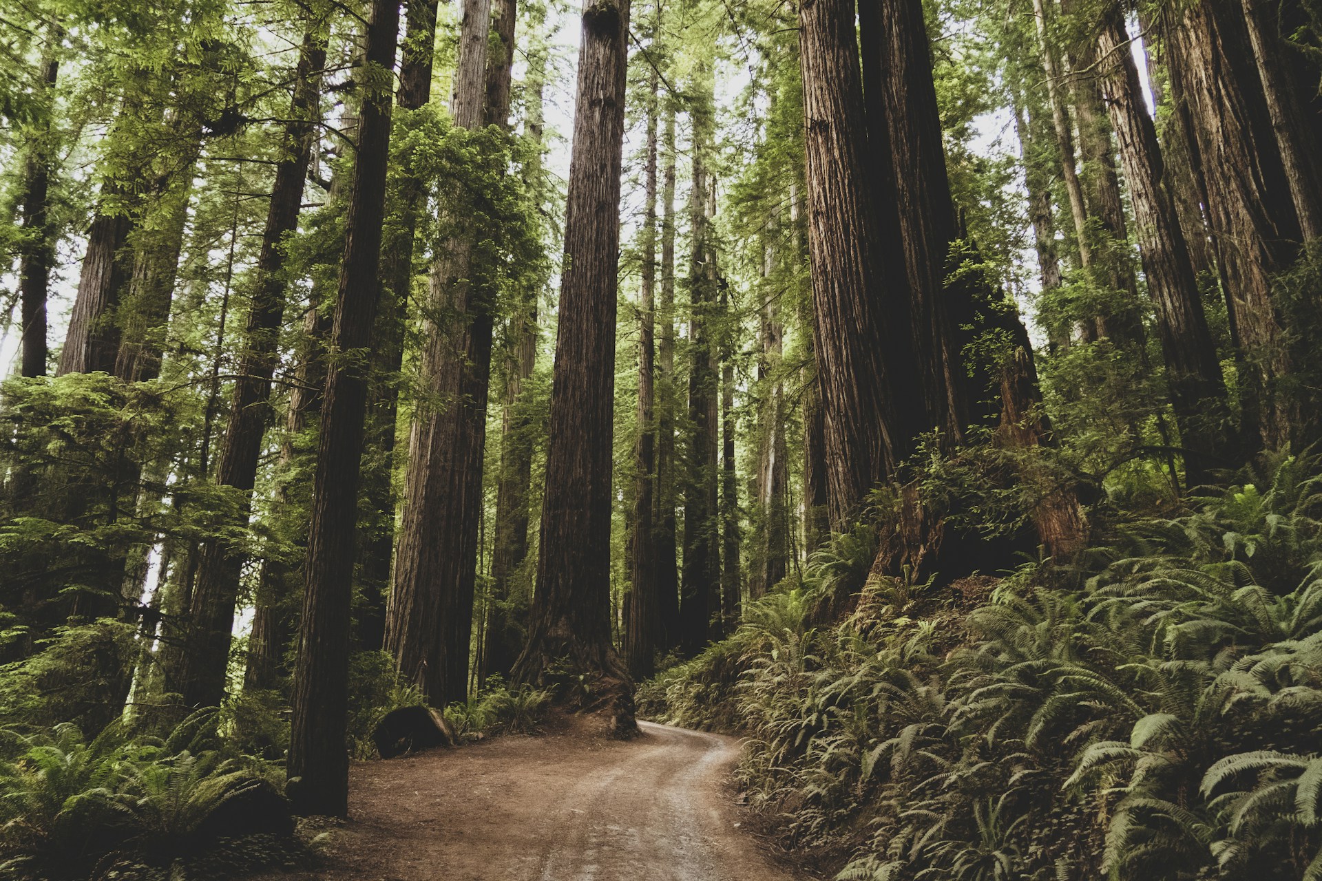 A misty morning view of towering redwood trees lining a winding forest trail, inviting adventurers to explore.