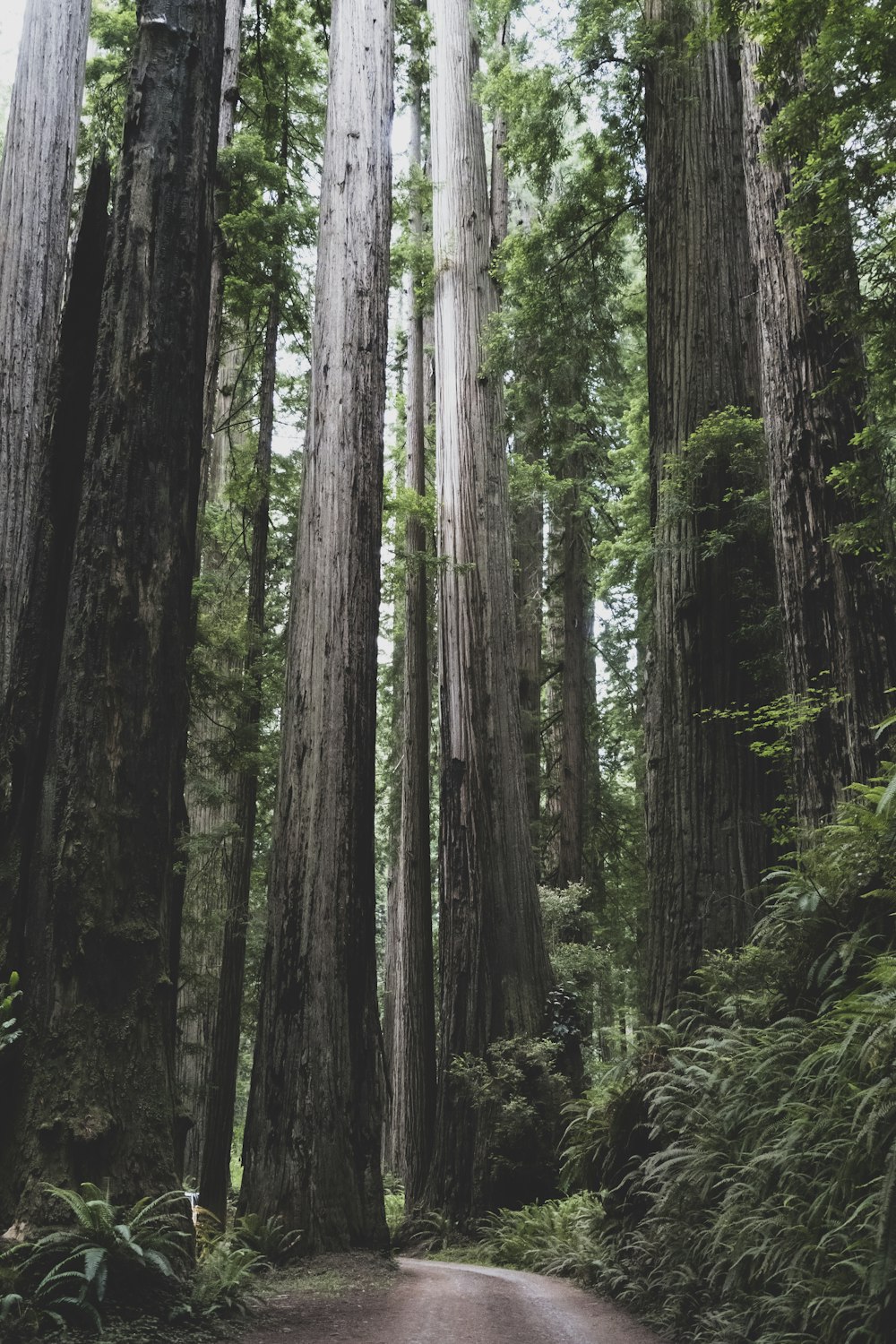 green-leafed trees