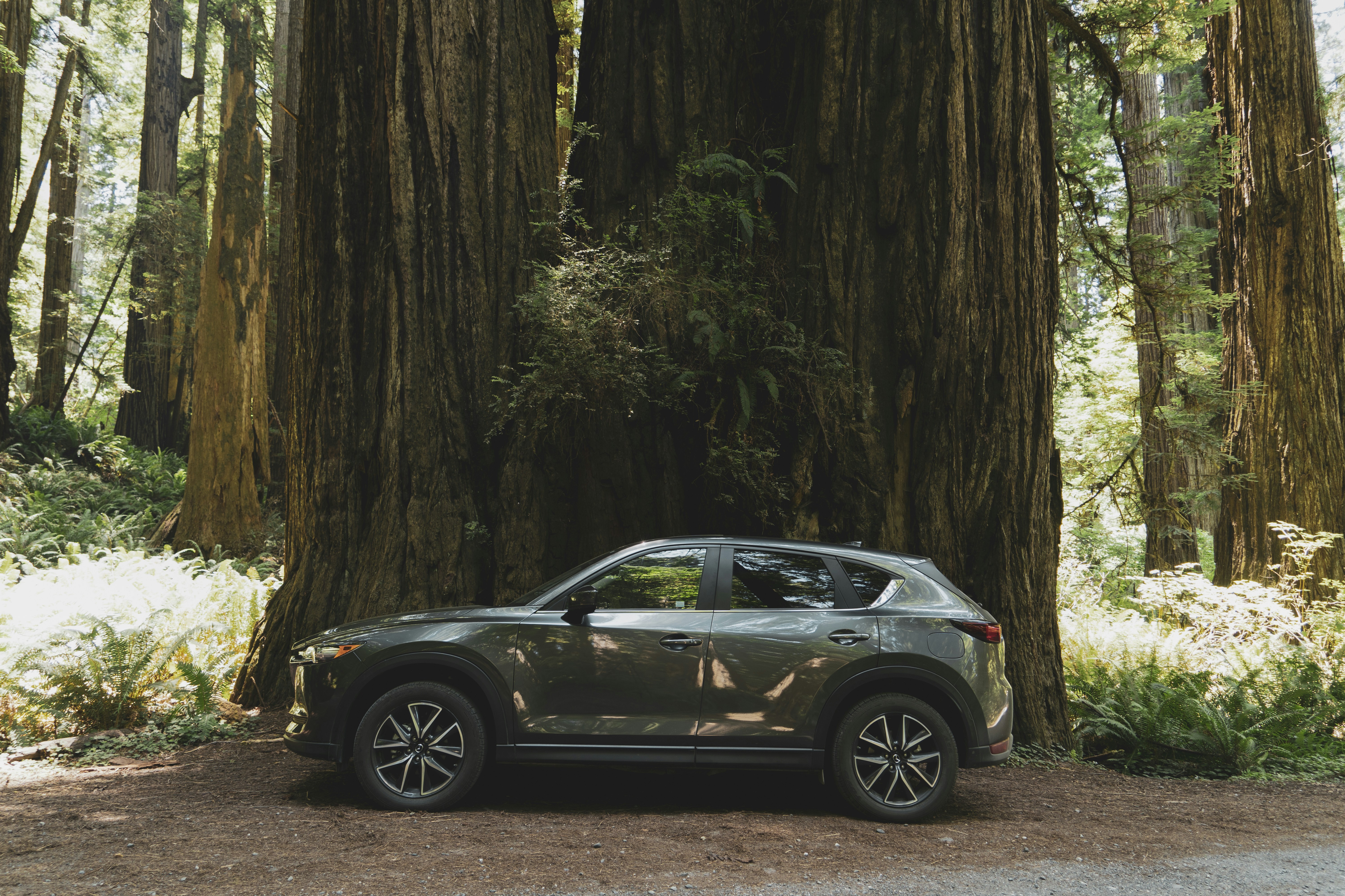 black vehicle beside big trees at daytime
