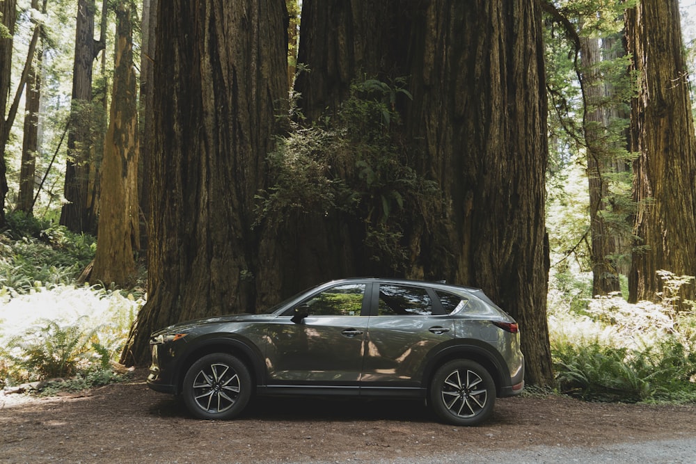 black vehicle beside big trees at daytime