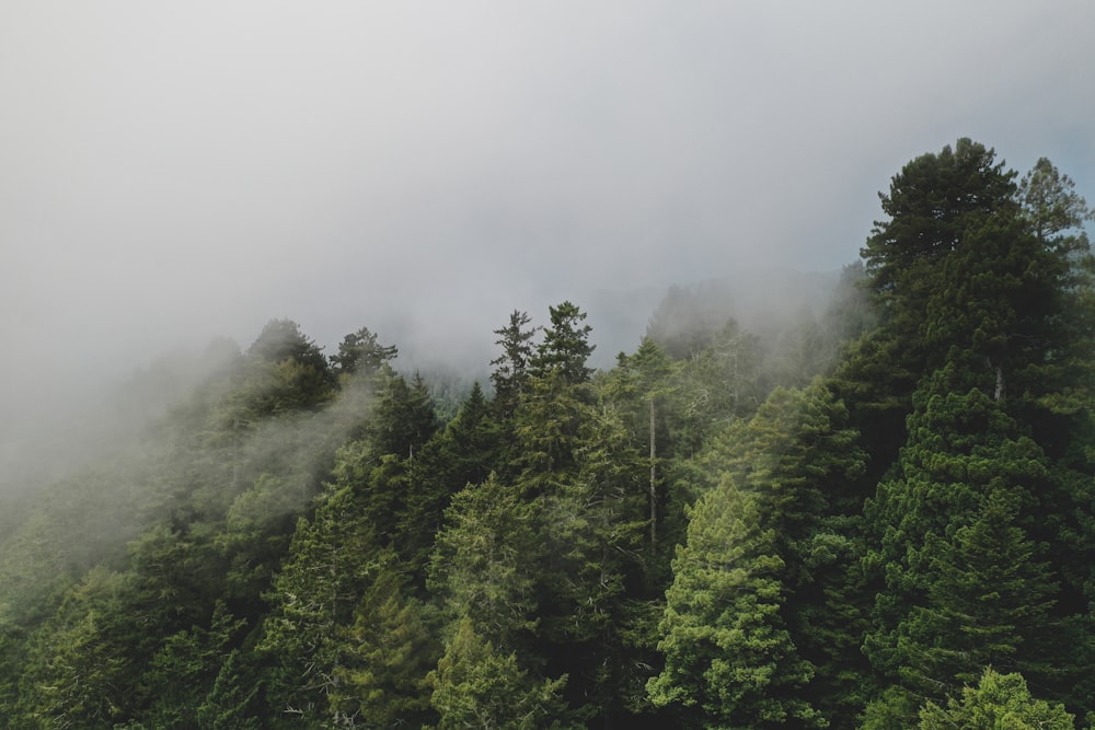 trees surrounded with fogs