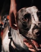 A close-up of a dog’s face showing trust and affection.