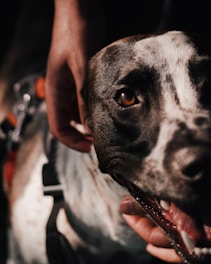 A close-up view of a dog with a black and white coat, showcasing an expressive eye and open mouth. A hand gently holds the dog's face, suggesting a moment of affection and companionship.