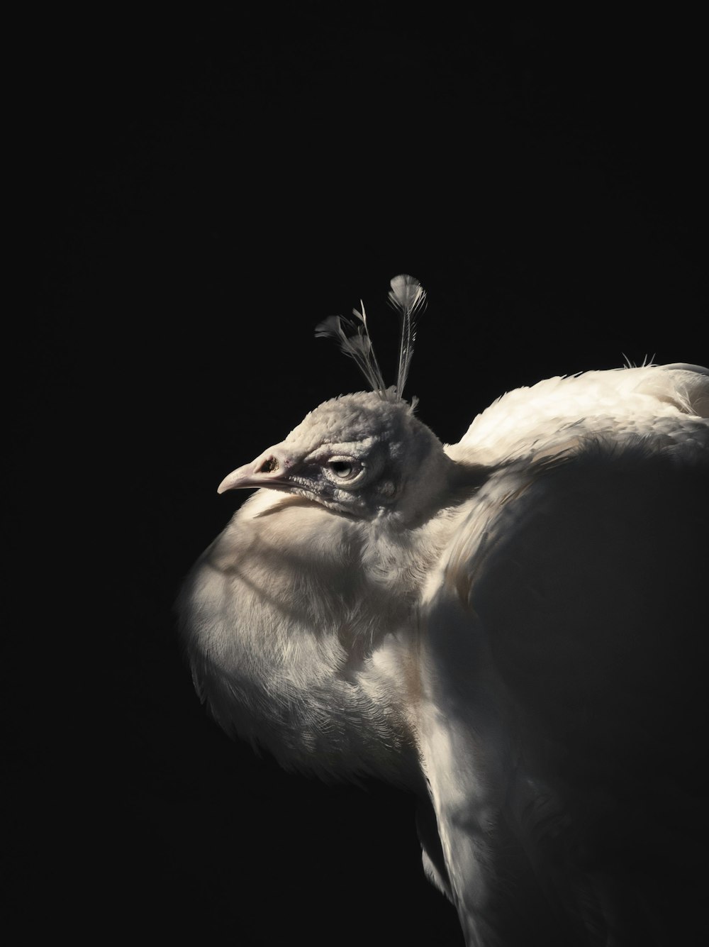 a white bird with a flower in its beak