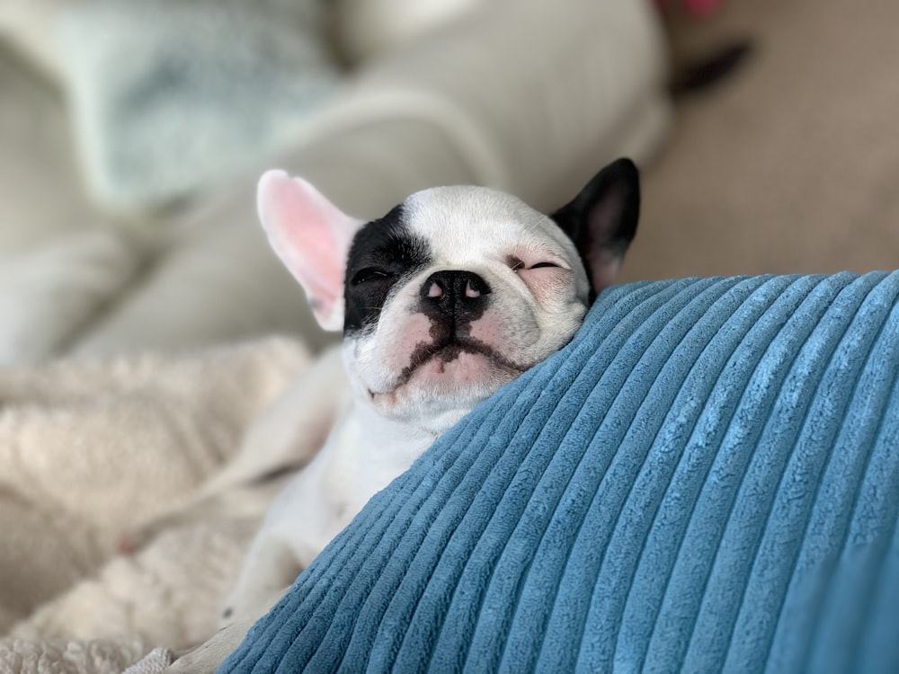 black and white Boston terrier puppy on blue textile