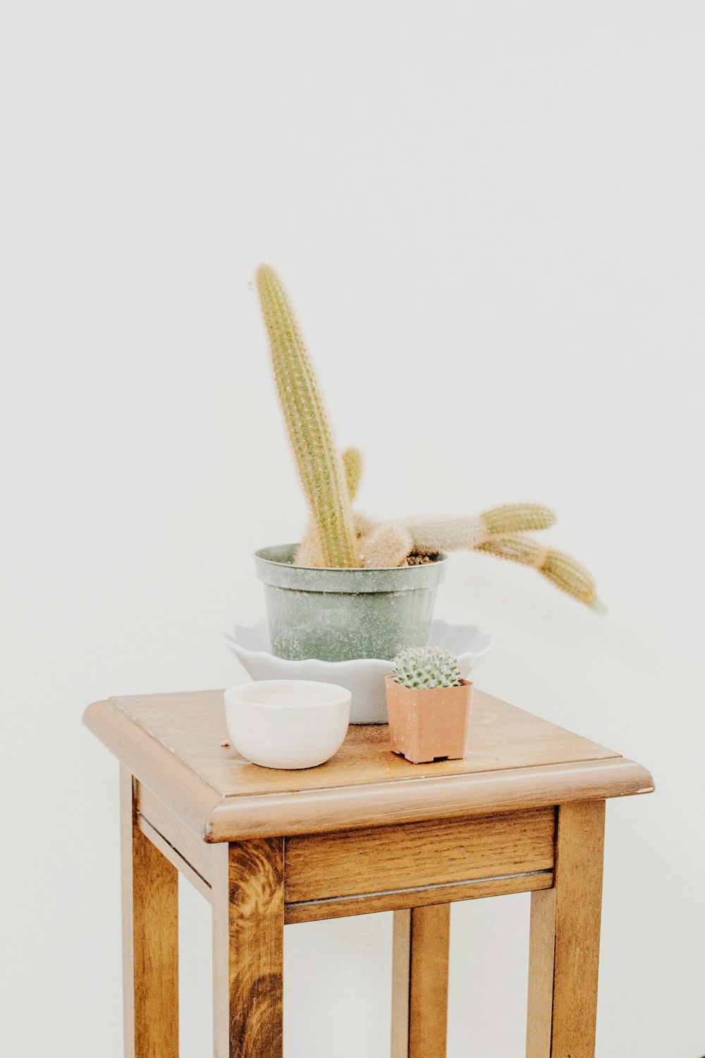 brown and green cactus plants