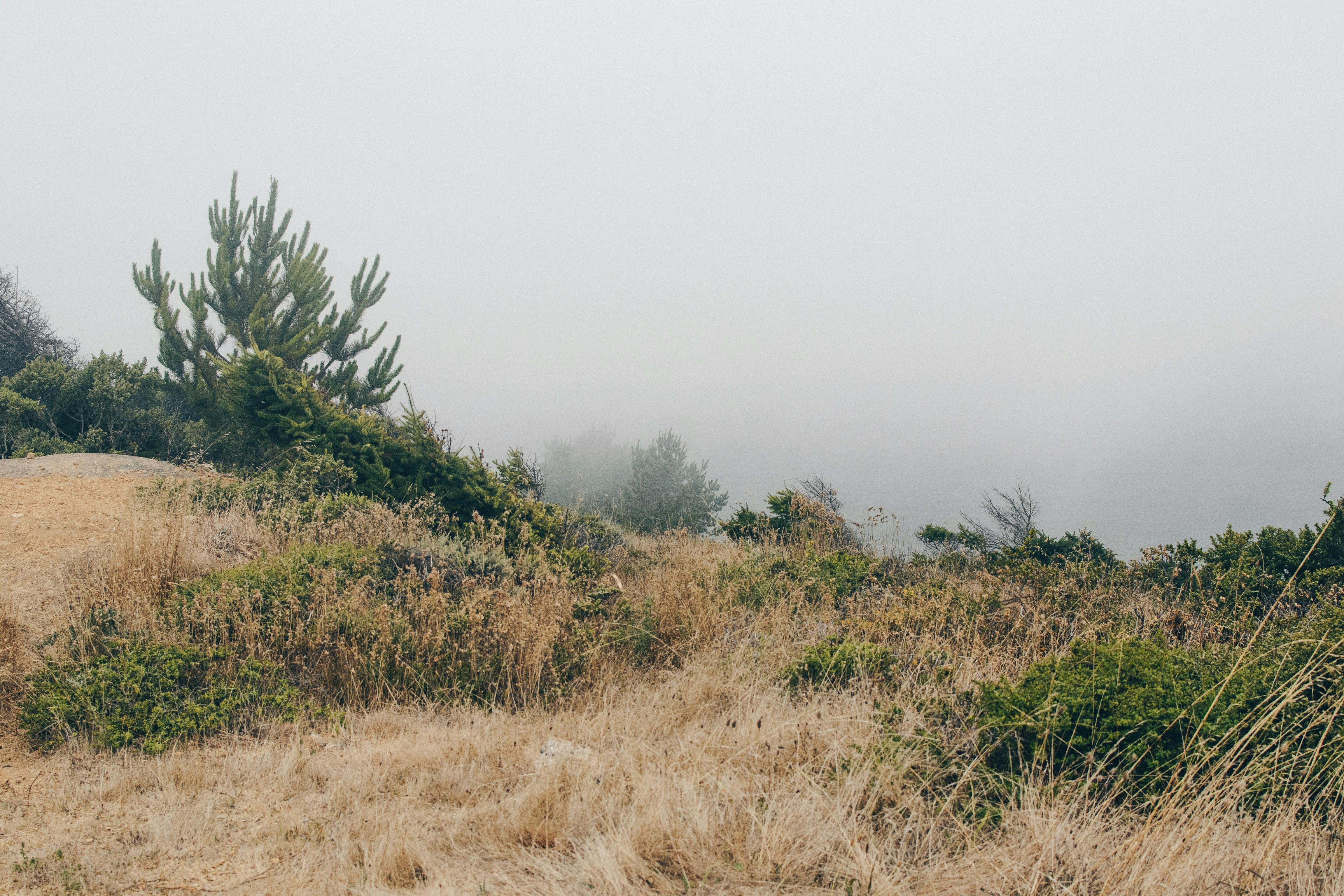 The Ancient Wisdom of Desert Survivors (image credits: unsplash)
