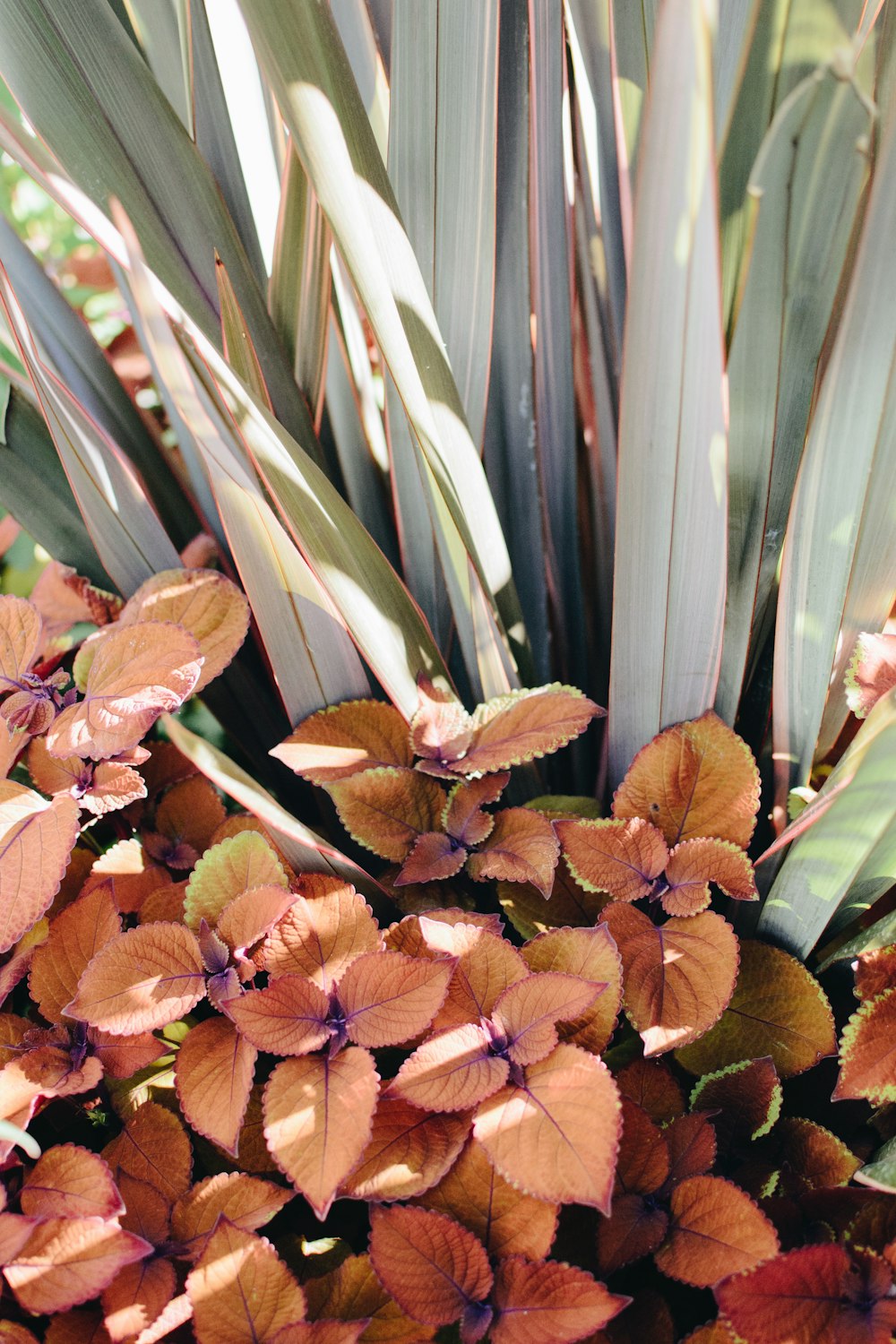 close view of beige leaves and linear leaves