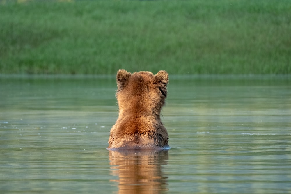 brown tiger